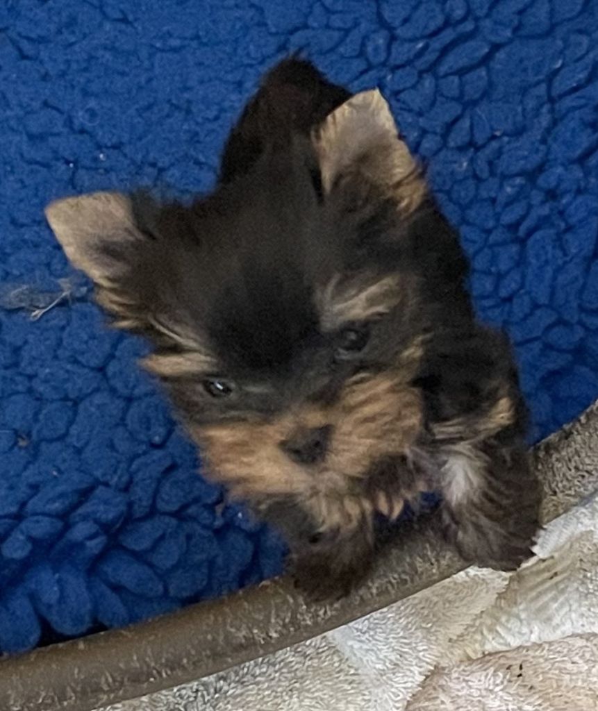 Du domaine de montrose - Chiot disponible  - Yorkshire Terrier