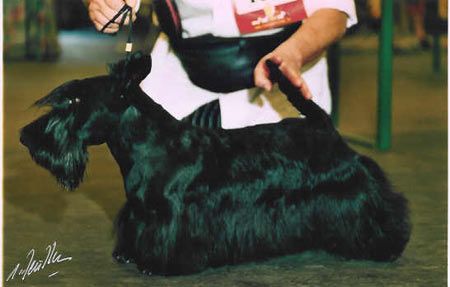 CH. Theo Du domaine de montrose