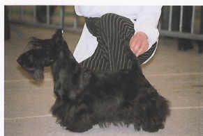 Top-model Du domaine de montrose