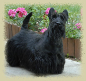 CH. Buddy Du domaine de montrose