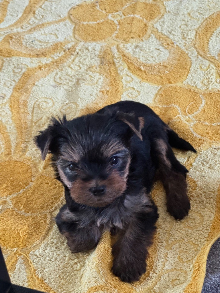 Du domaine de montrose - Chiots disponibles - Yorkshire Terrier