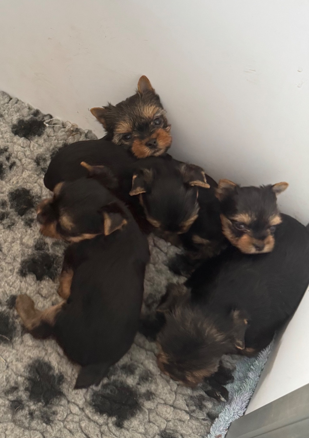 Du domaine de montrose - Yorkshire Terrier - Portée née le 28/07/2026