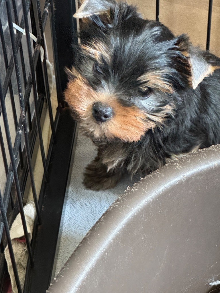 Du domaine de montrose - Chiots disponibles - Yorkshire Terrier