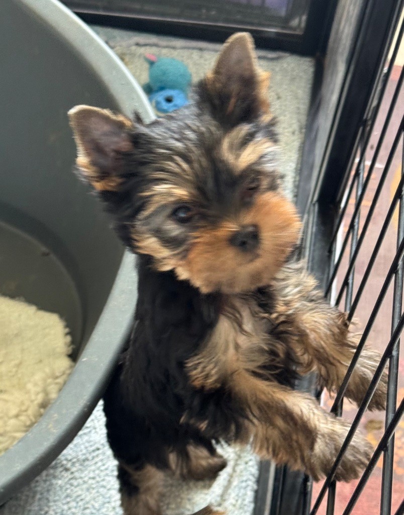 Du domaine de montrose - Chiots disponibles - Yorkshire Terrier