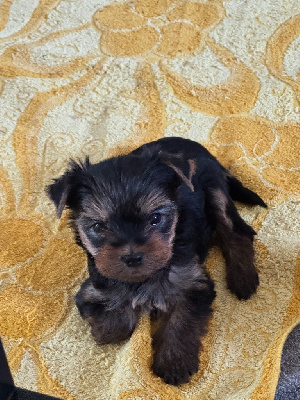 CHIOT 3