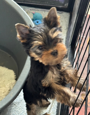CHIOT 1