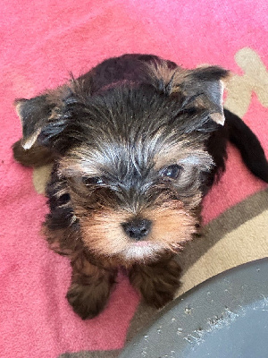 CHIOT 4