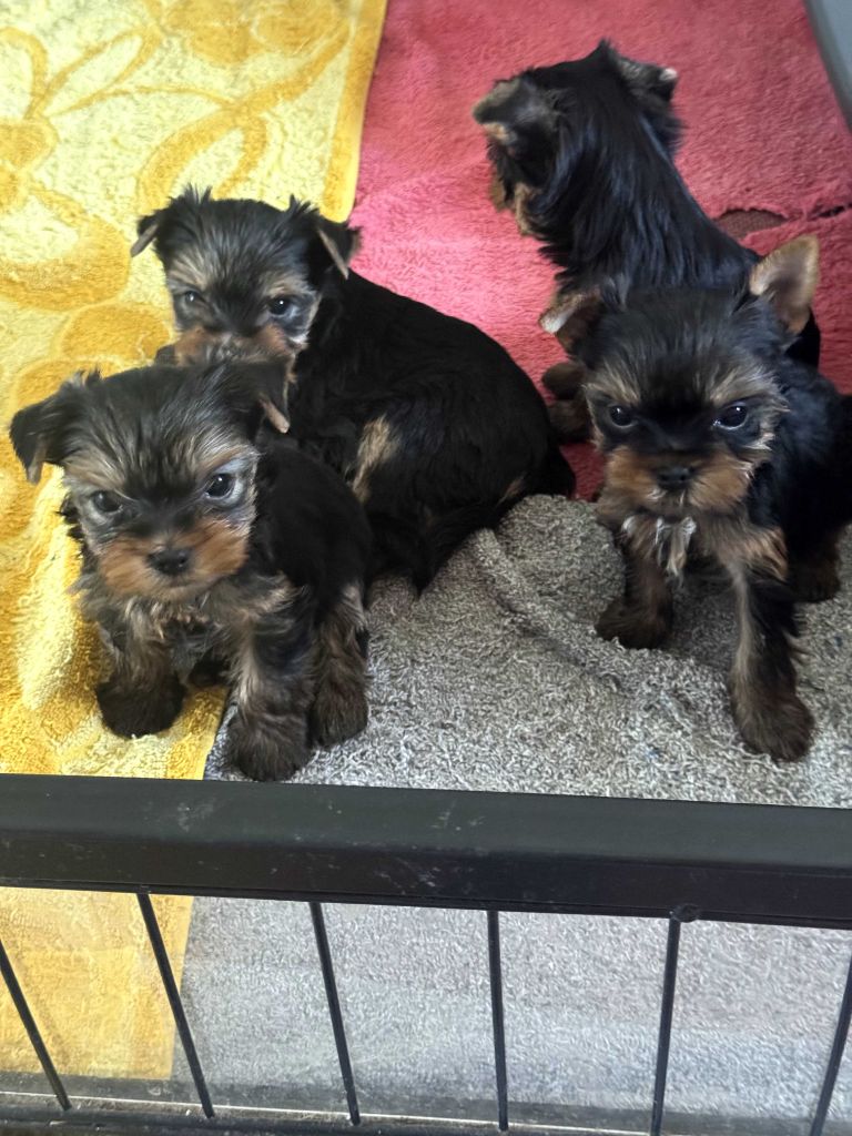 CHIOT 1